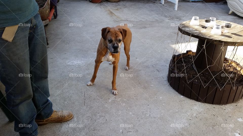 Brown boxer dog standing,  staring