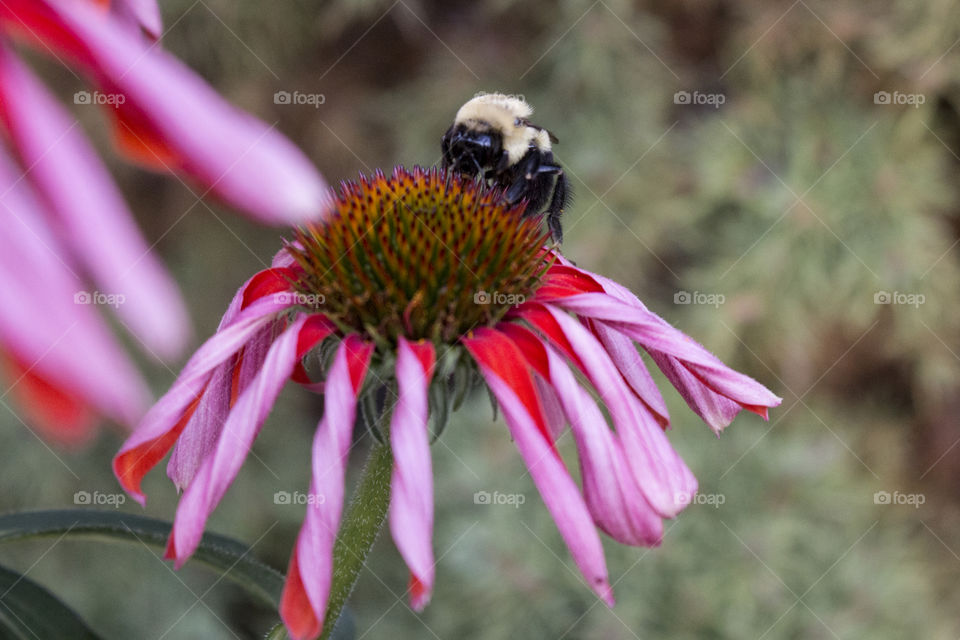 Bee on a flower