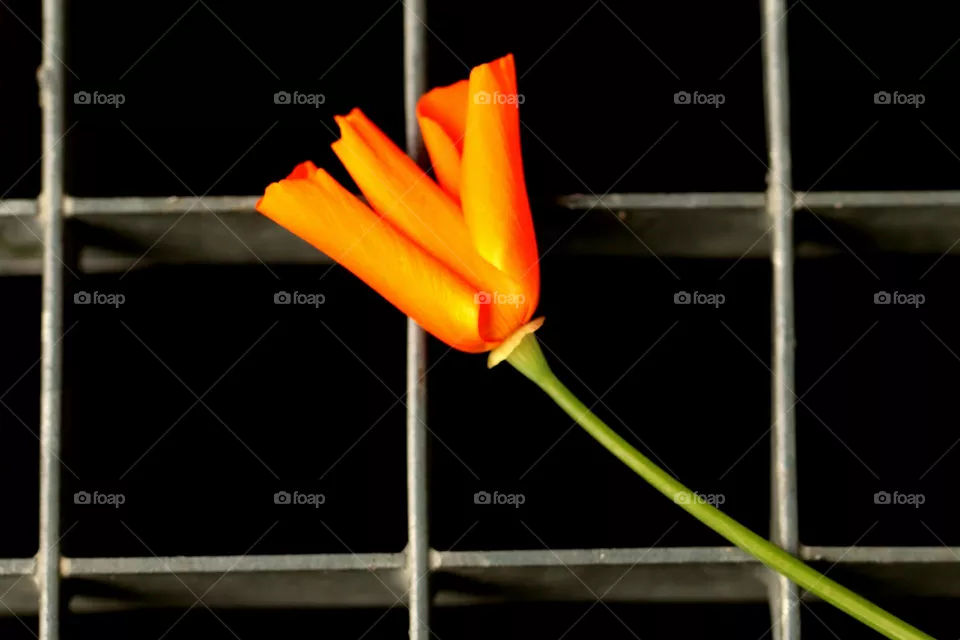 Blume auf Gitter