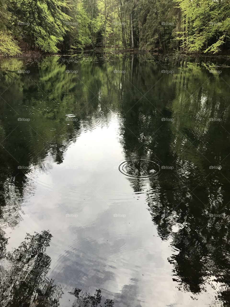 Steibachweiher Swiss Forest 