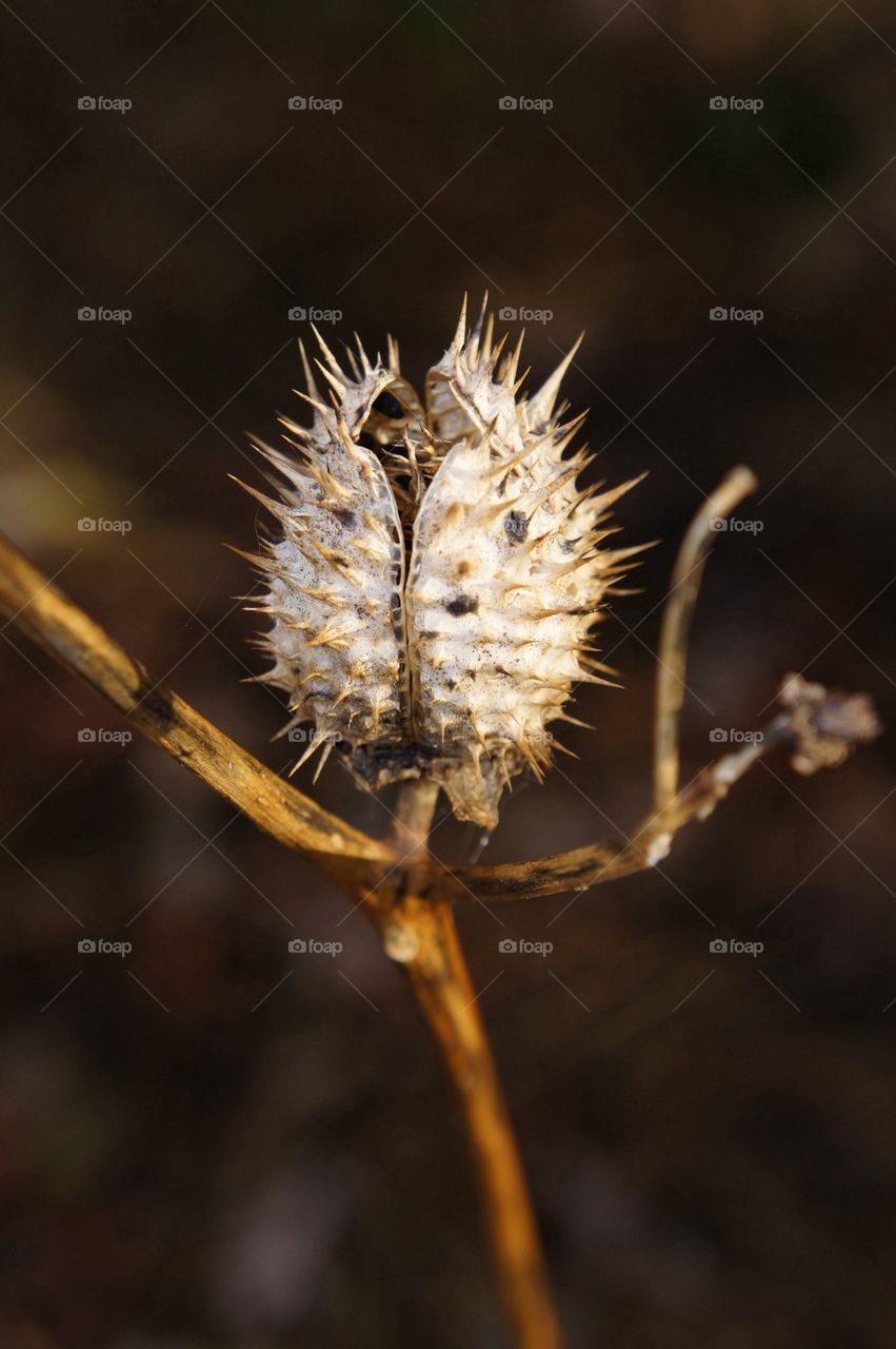 Close-up of spiked plant