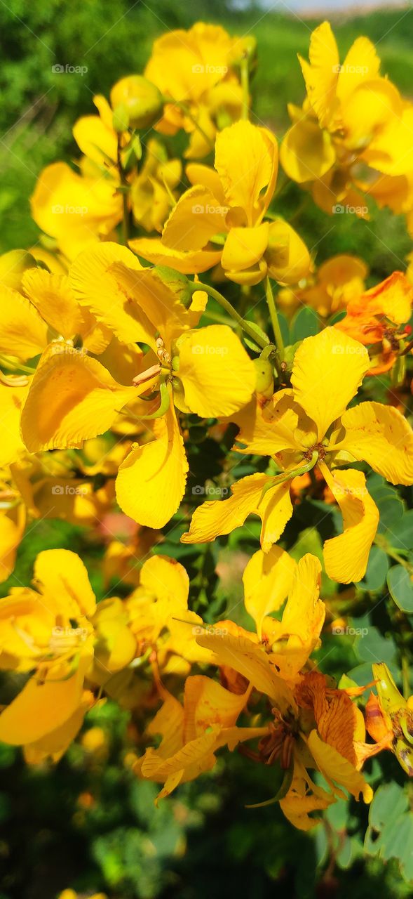 yellow flowers