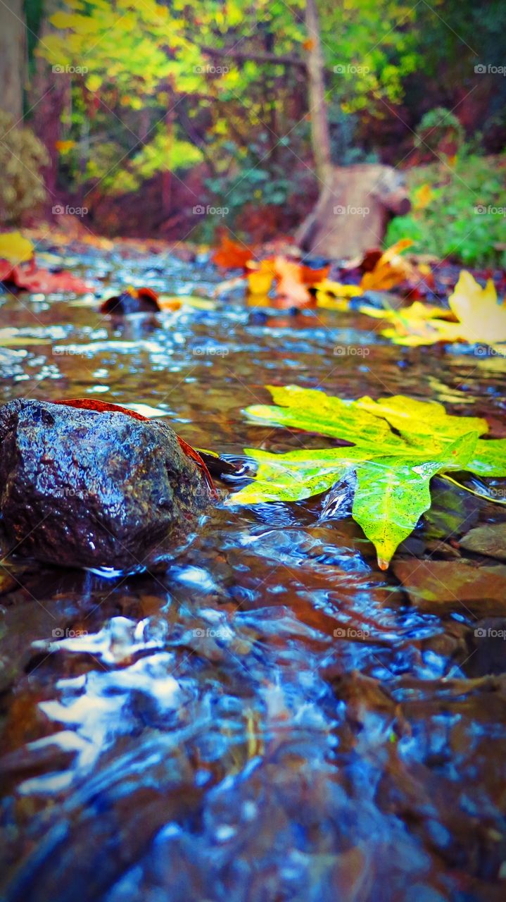 Water, Fall, Nature, No Person, Leaf