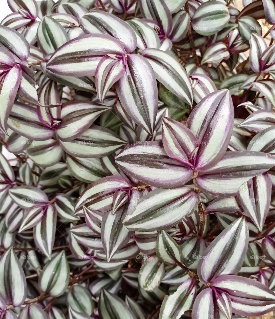 what is this flower leaf ...