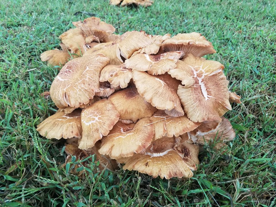 bigger fungus!!