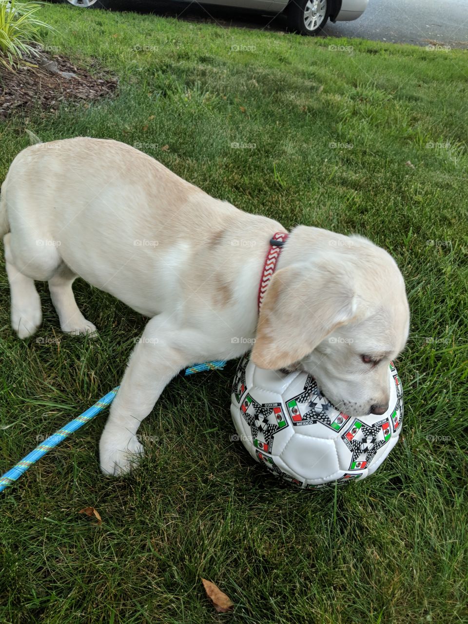 Labrador retriever puppy preparing for the World Cup