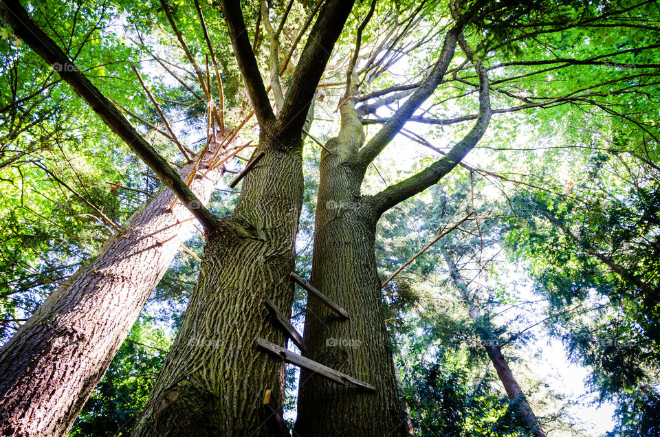 Wood, Tree, Nature, Leaf, Landscape