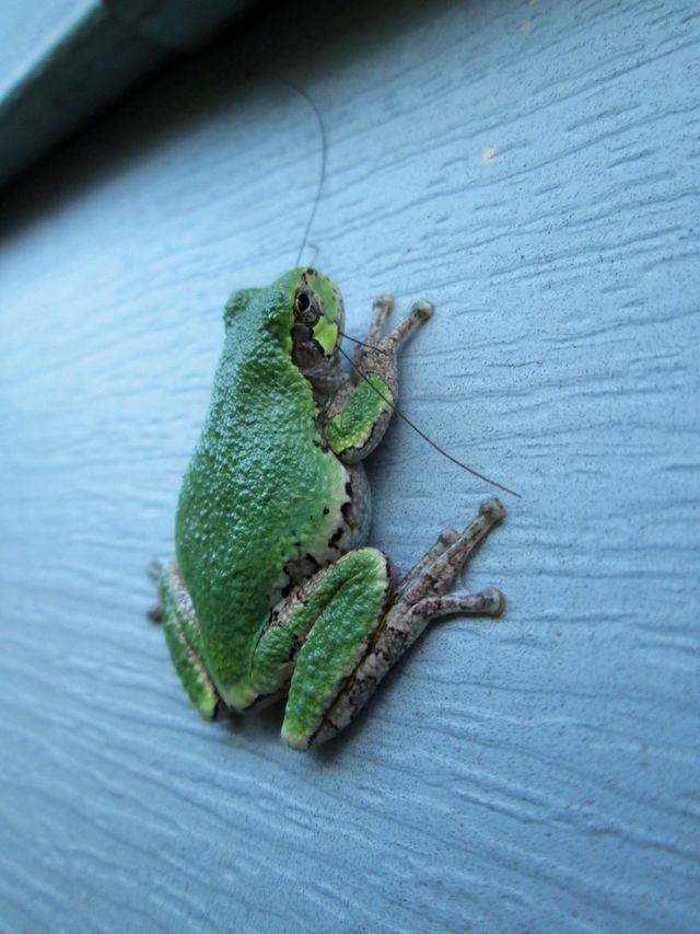 frog