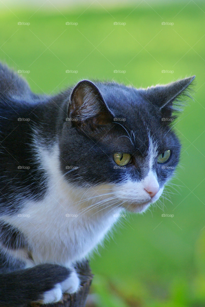 nature pretty hunting face by somebeach