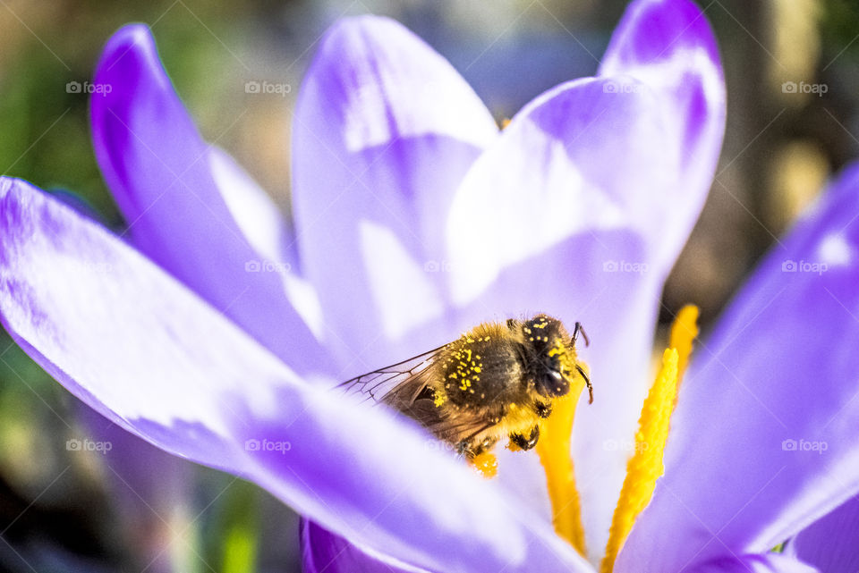 Bee macro