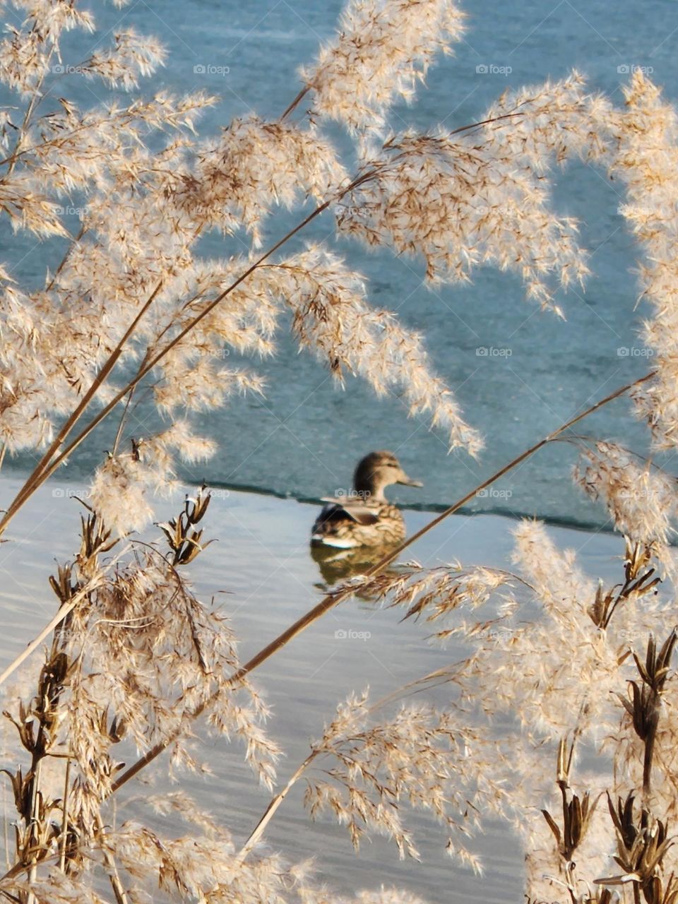 Duck in the ice cold lake