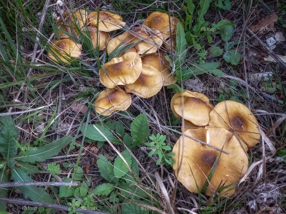 Family of mushrooms opyat in the grass. Autumn.