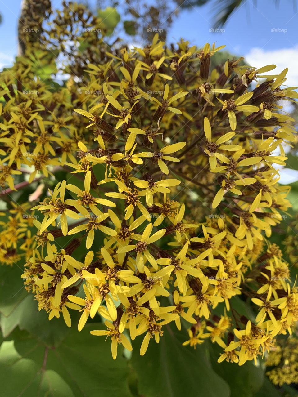 Lovely flowers 