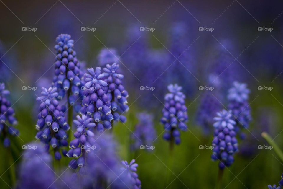 Blue spring flowers