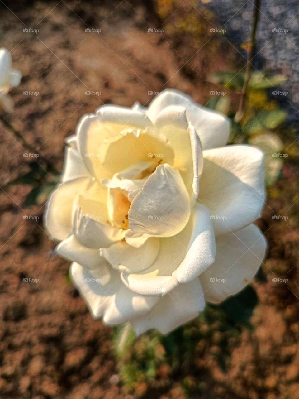 That flower is really enjoying its time in the ground, just soaking up the sunshine and being all peaceful.