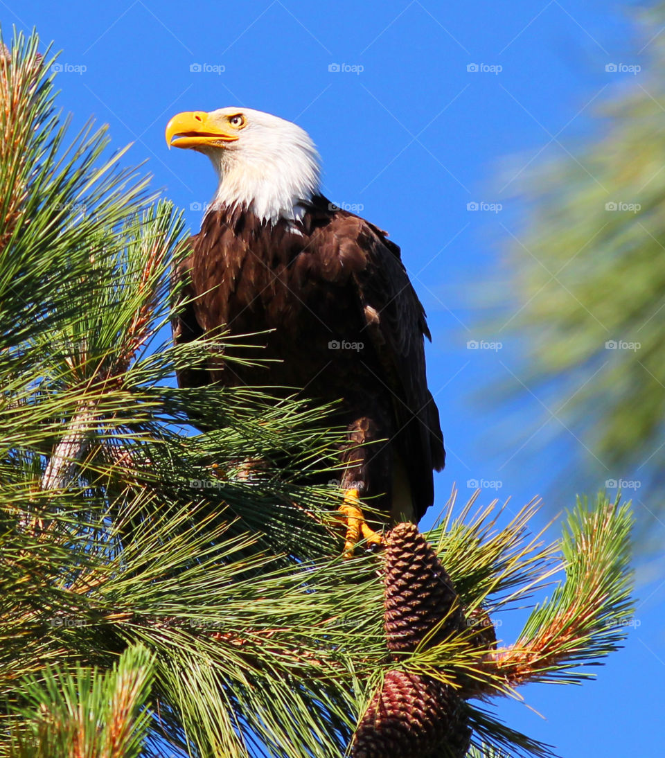 Bald Eagle
