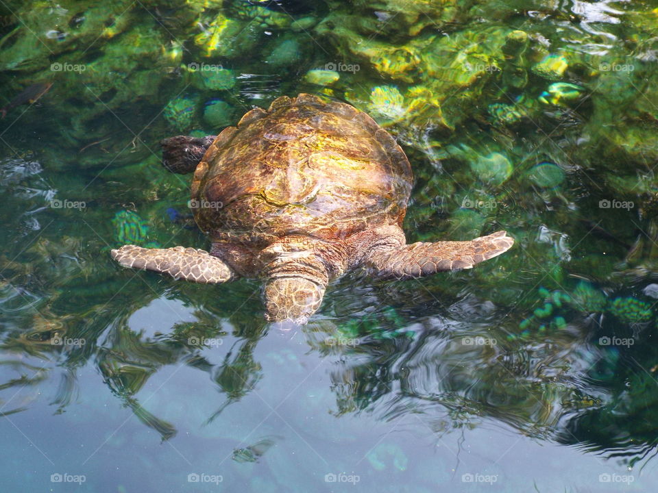 large turtle swim