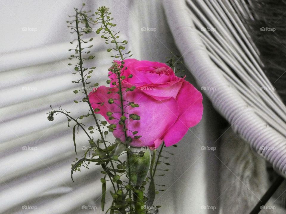 Pink Rose