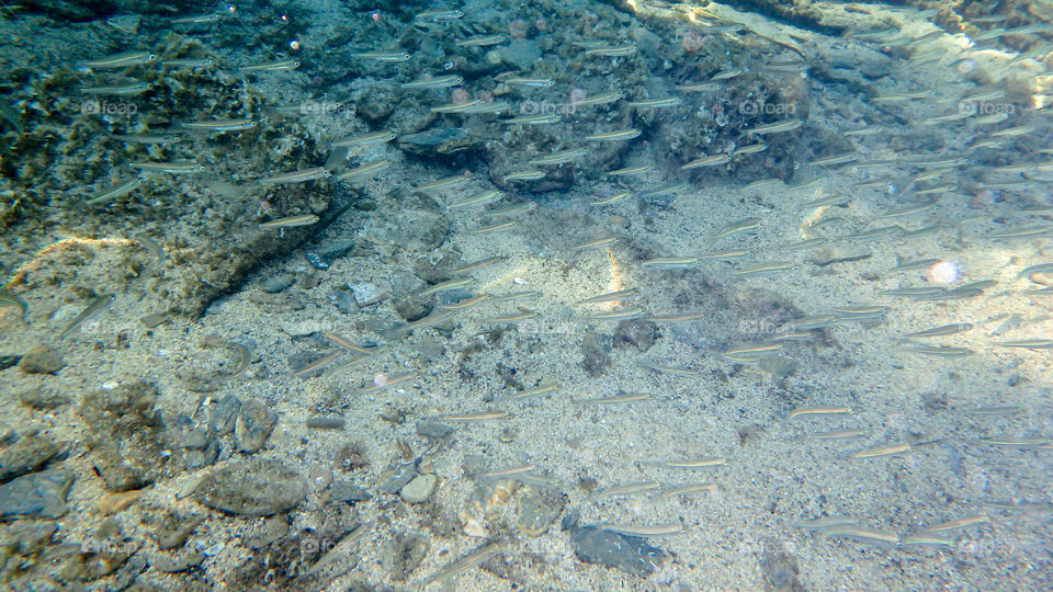 Close-up fishes in water