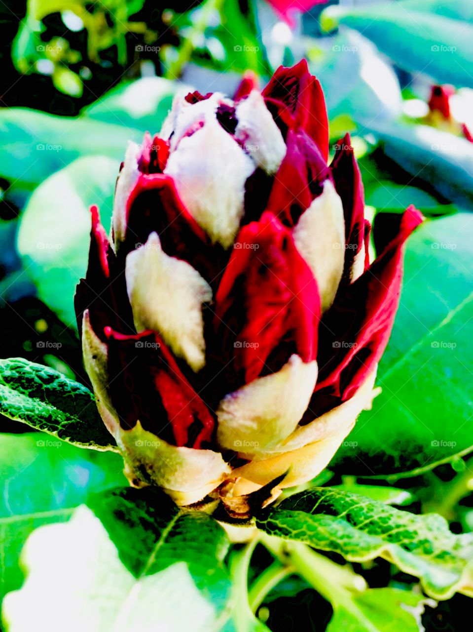 Red rhody bud