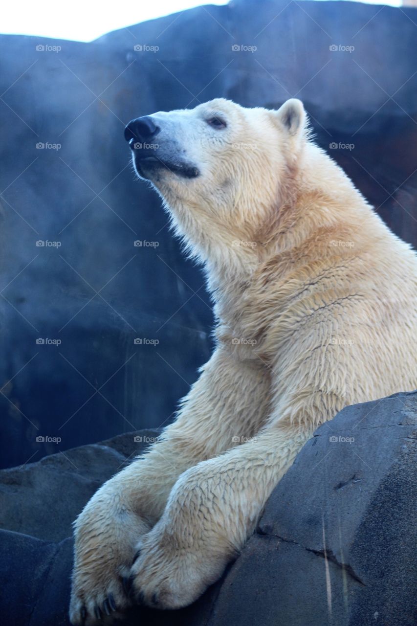 Polar bear