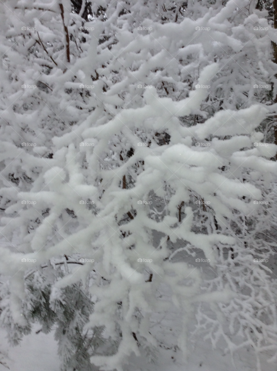 walpole mass. the weather outside is frightful 2013 blizzard ! by doro