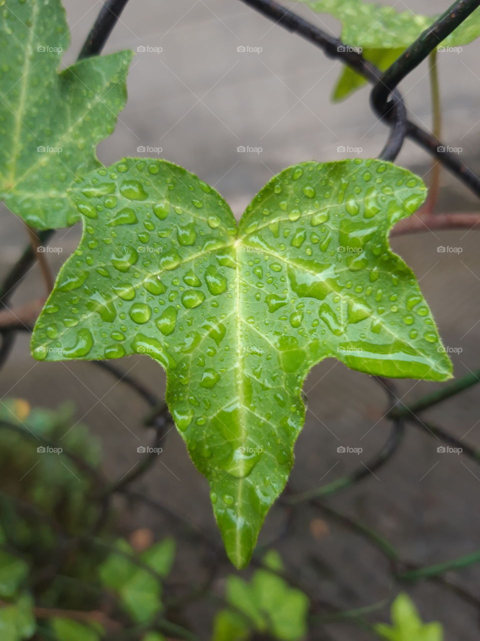leaf