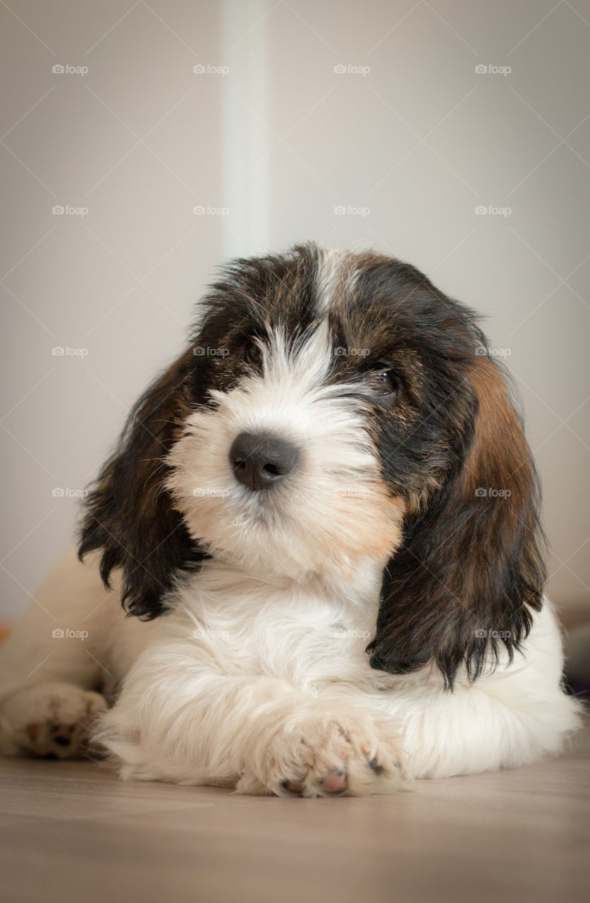 Puppy lying on tiled floor