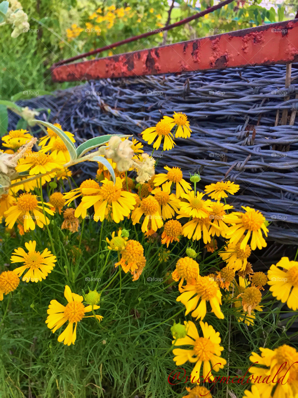 sunflowers and barbed wire