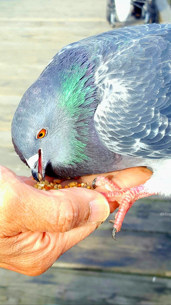 Bird feeding from hand