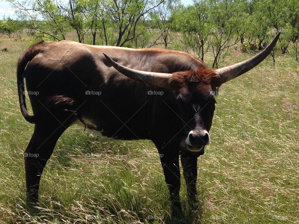 Maxine the cow. Cow with horns