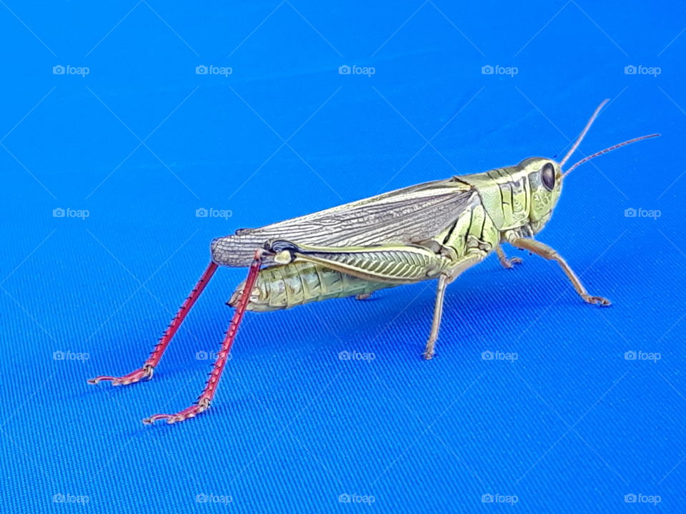 grasshopper