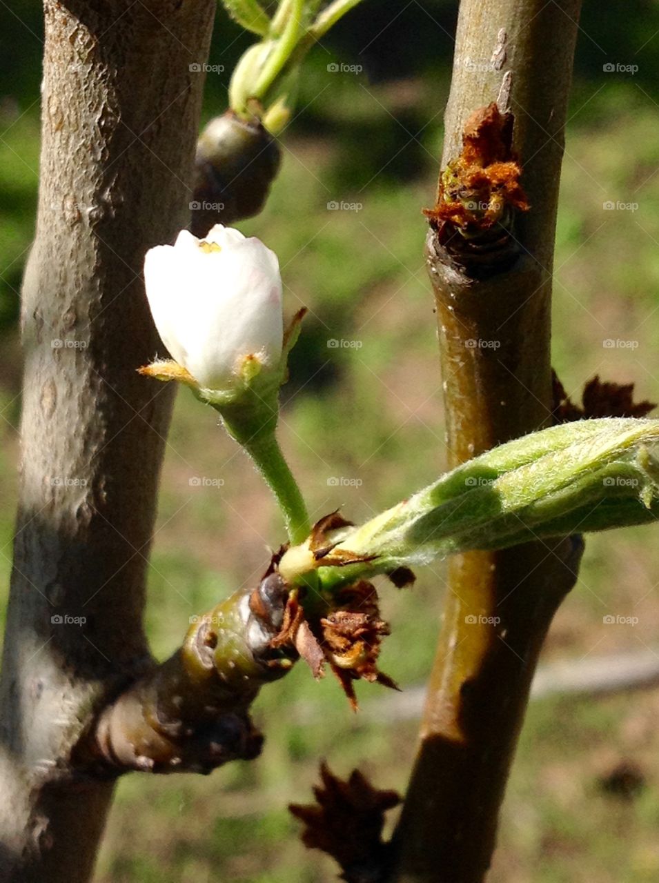 First bloom of a pear tree