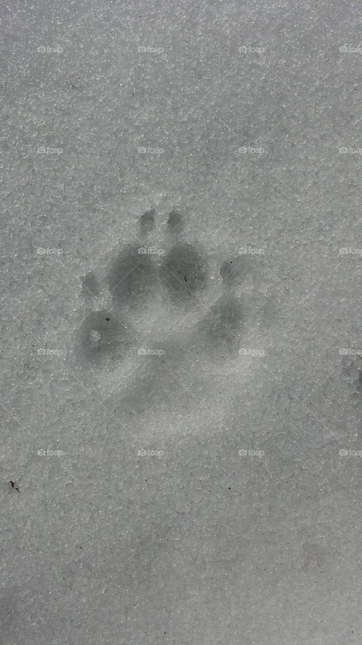 paw prints in the snow