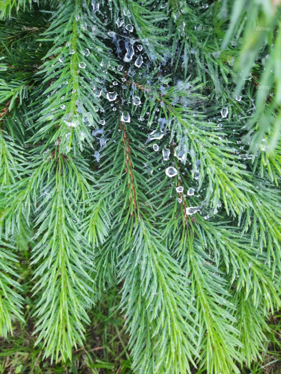 raindrops  caught on cobweb on fresh shoots if spruce