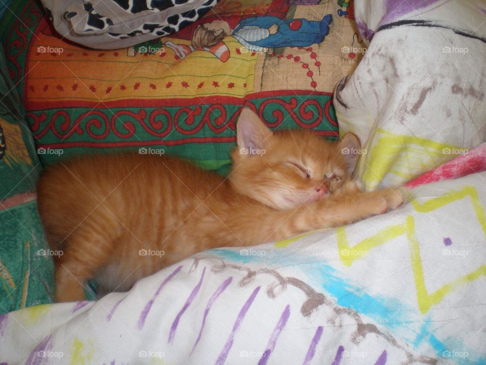Sleeping kitty