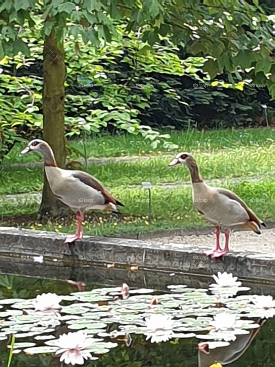 Botanischer Garten Frankfurt