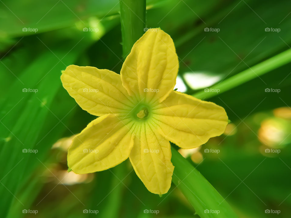 Selective focus of yellow flower cucumber on the sunny day.
