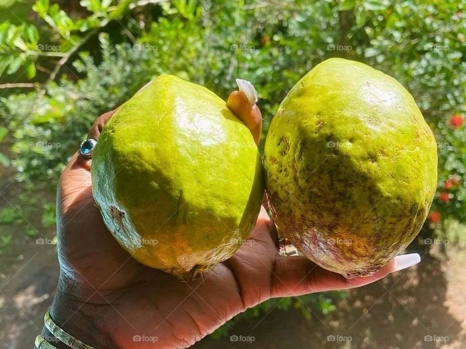 Guava from Dominica 🇩🇲