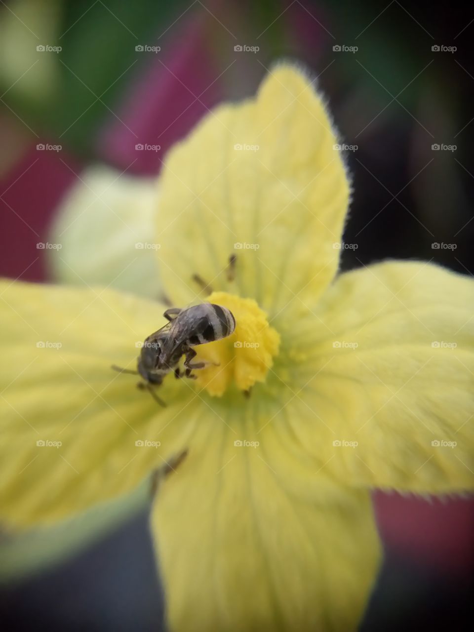 bee on watermelon flower