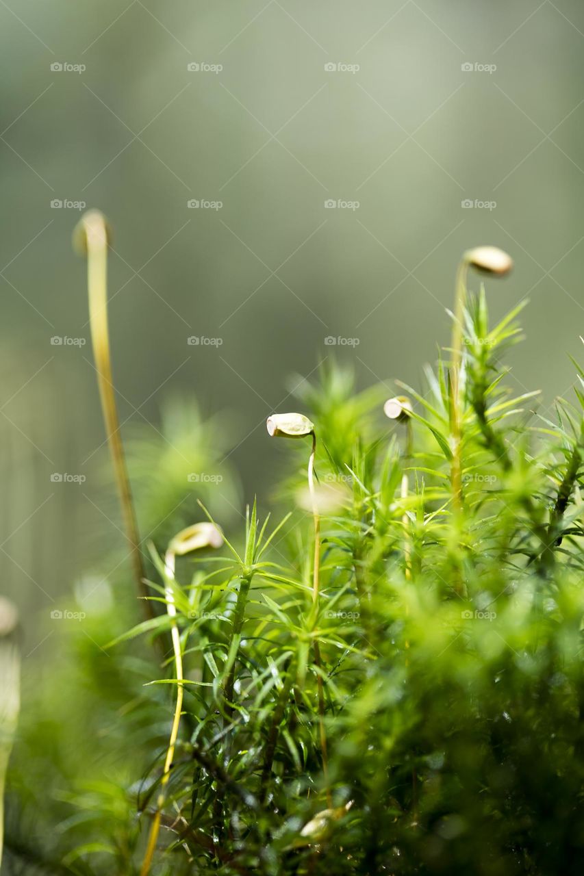 Seeds ready to grow up background nature therapy summer feeling traveling with friends amazing places naturalism macro microcosmos