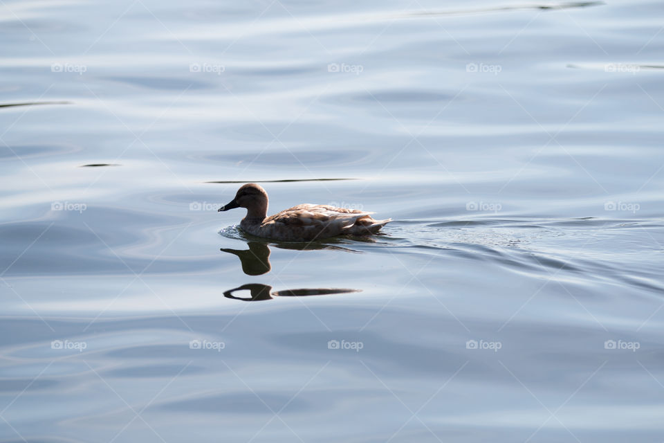 Bird, Lake, Water, Waterfowl, Reflection