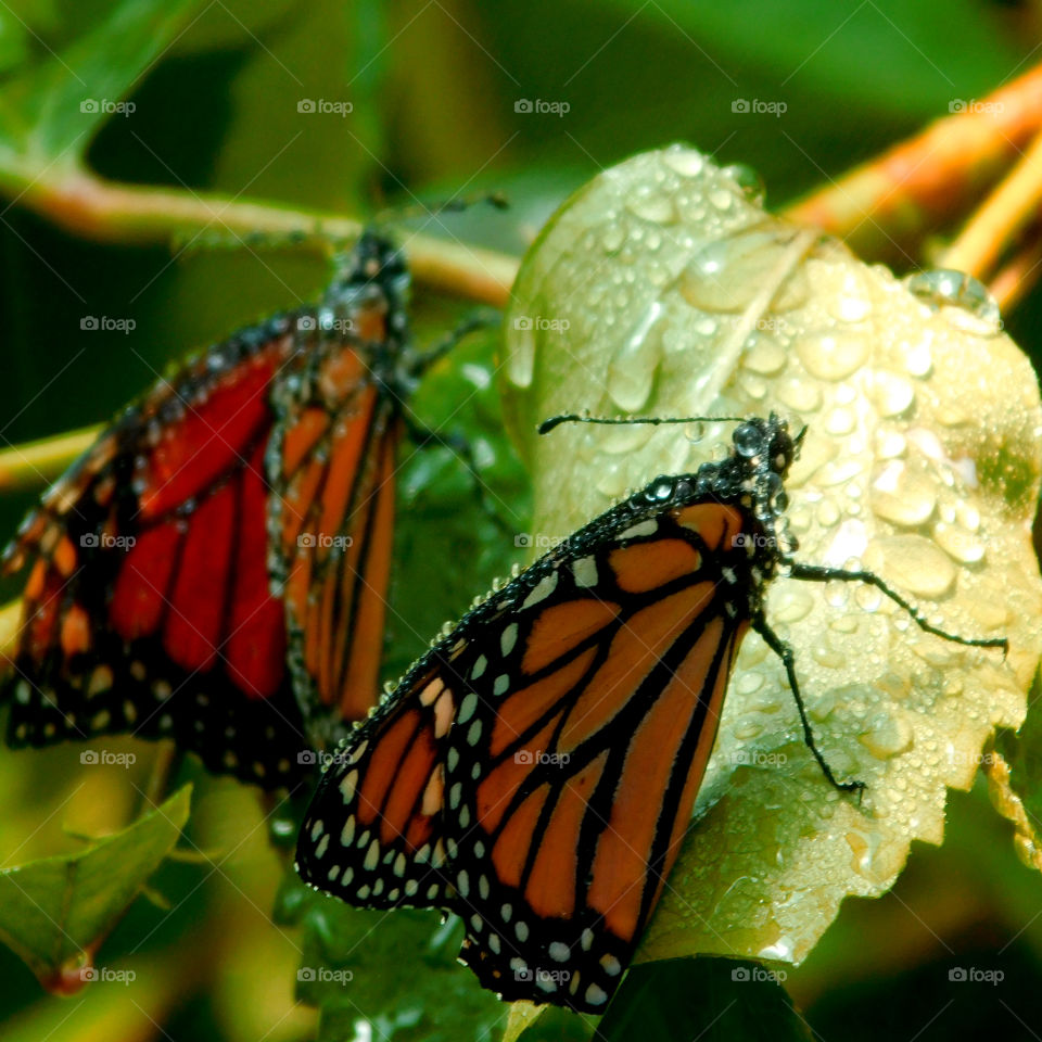 Monarch Butterfly on a leaf during a rain shower! Note ably is the water drops on the wings! Such a colorful and interesting butterfly!