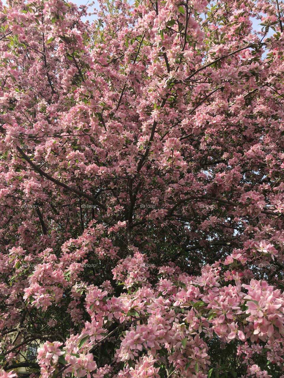 Blossoms in CT in early May