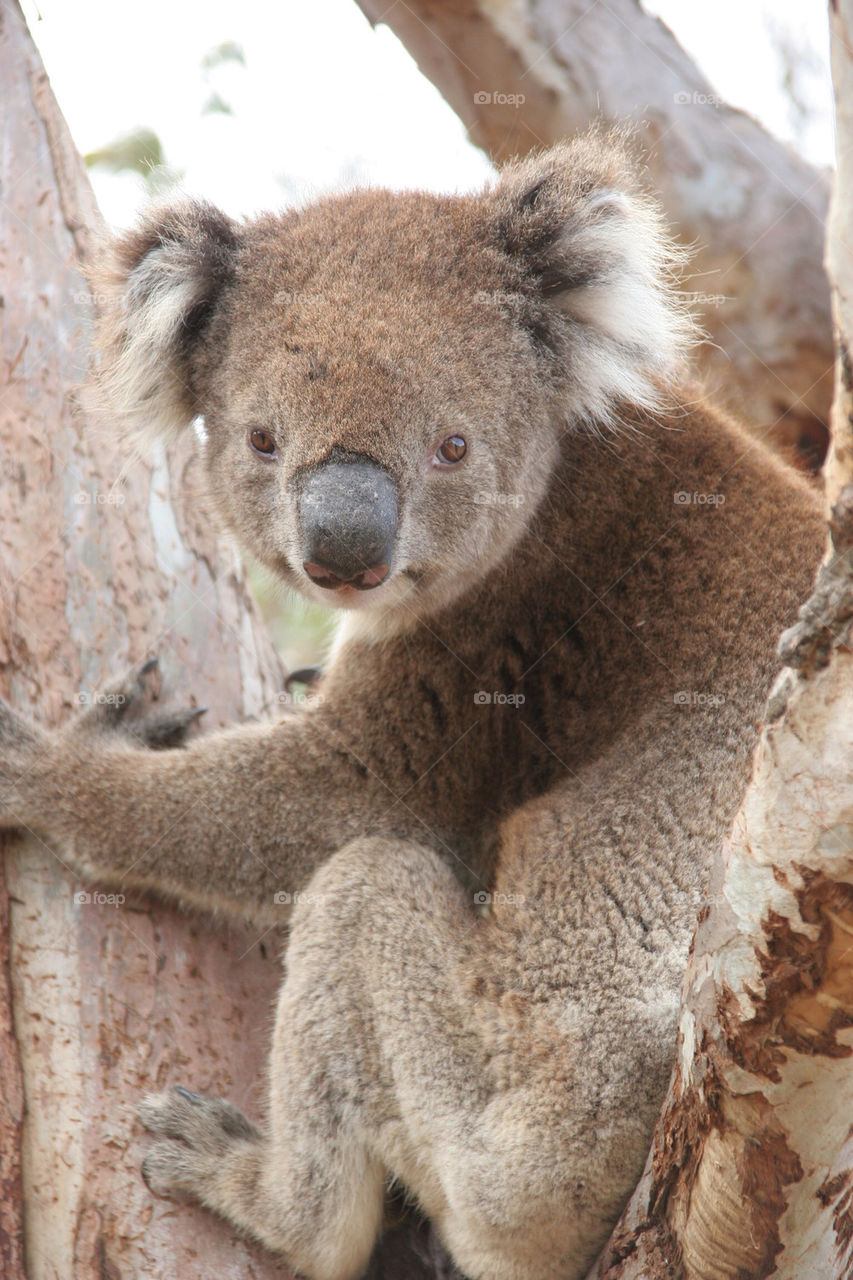 tree eyes bear fur by kshapley