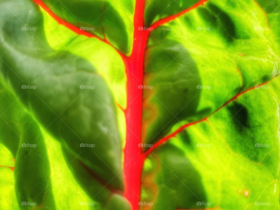 rainbow spinach landscape