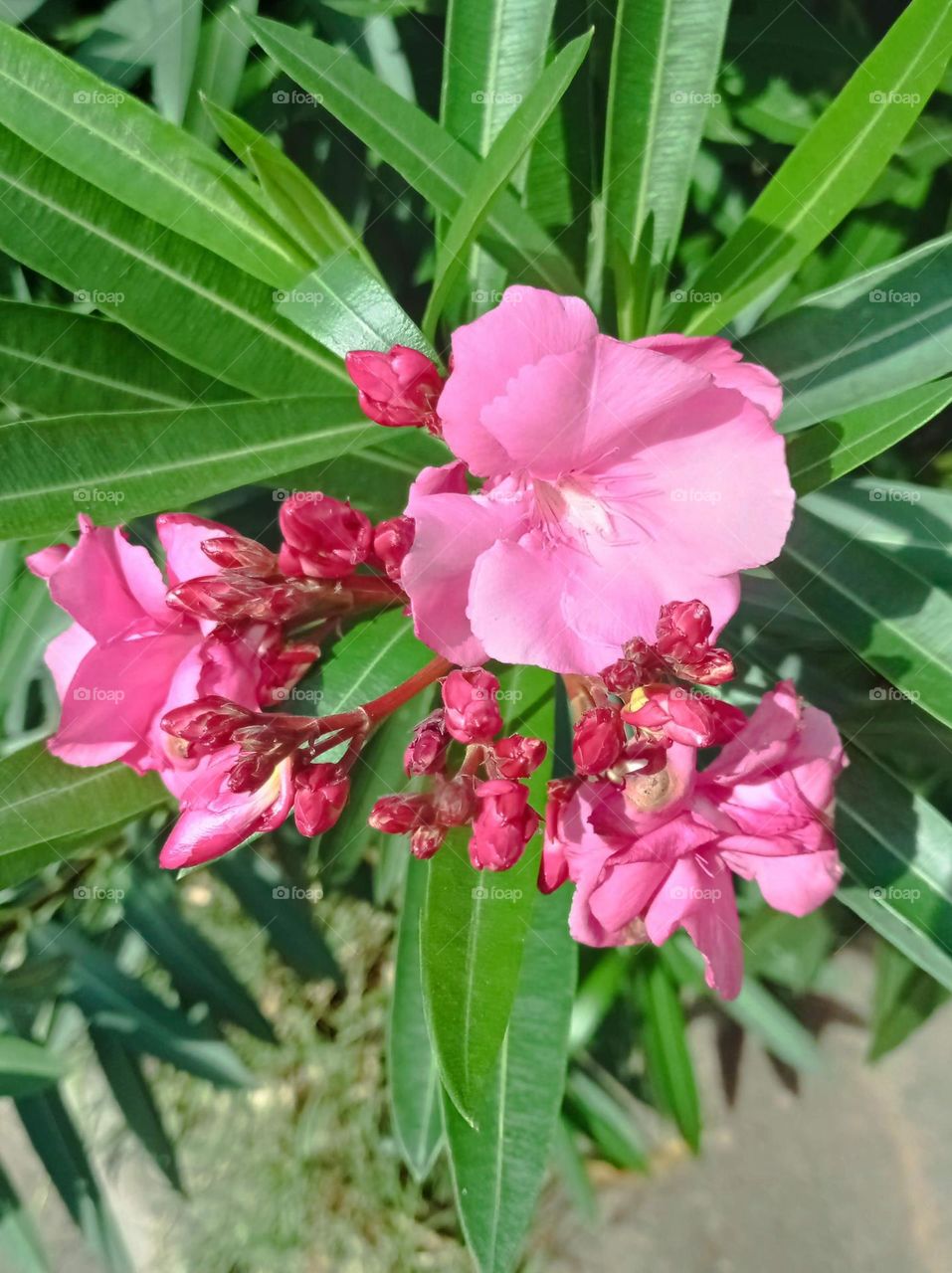 Nerium oleander