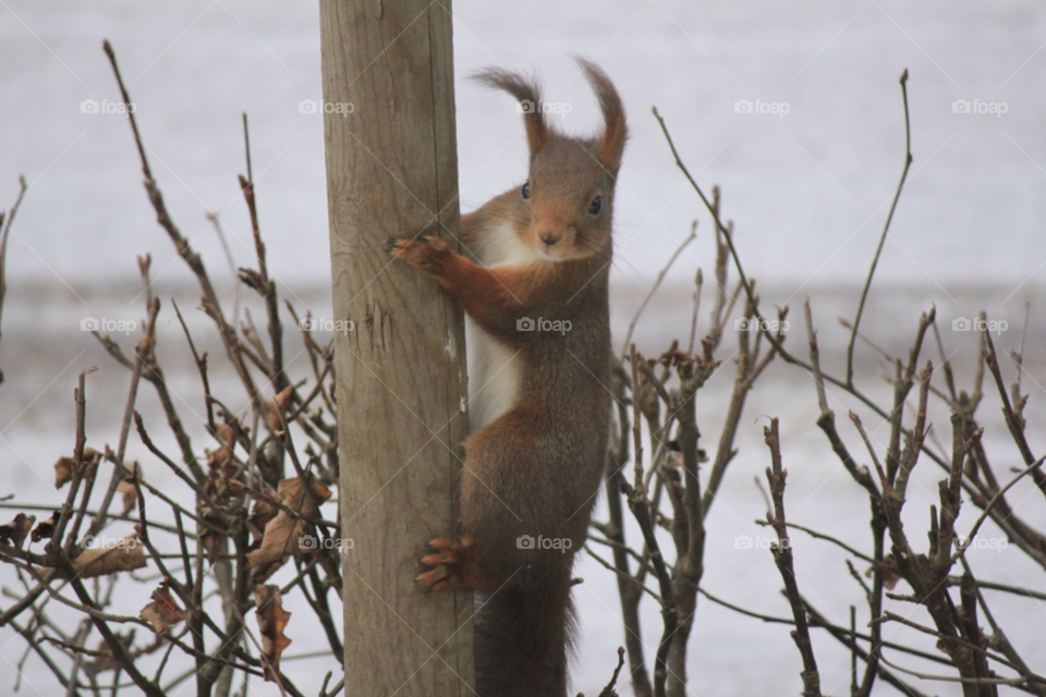 winter djur animal squirrel by istvan.jakob