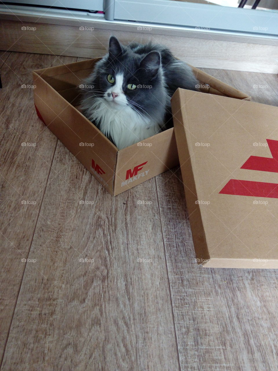 cat in the shoe box. the cat is hiding in the box
