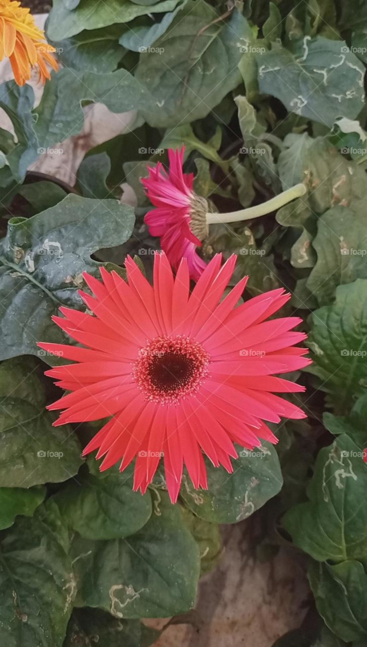 beautiful flower it's a rainy season flower and looks so good and many more colours of this flower